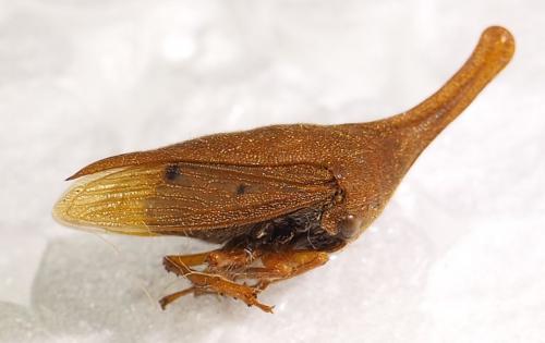 Guayaquila tenuicornis